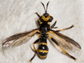 Leopoldius calceatus